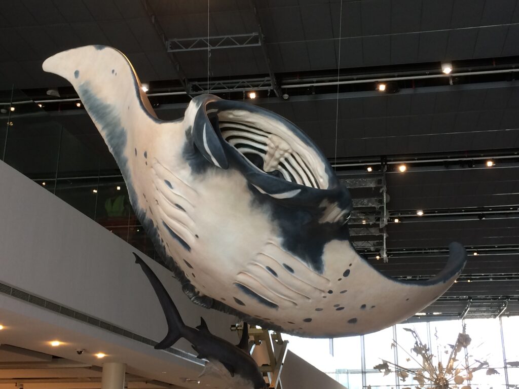 Giant Manta2