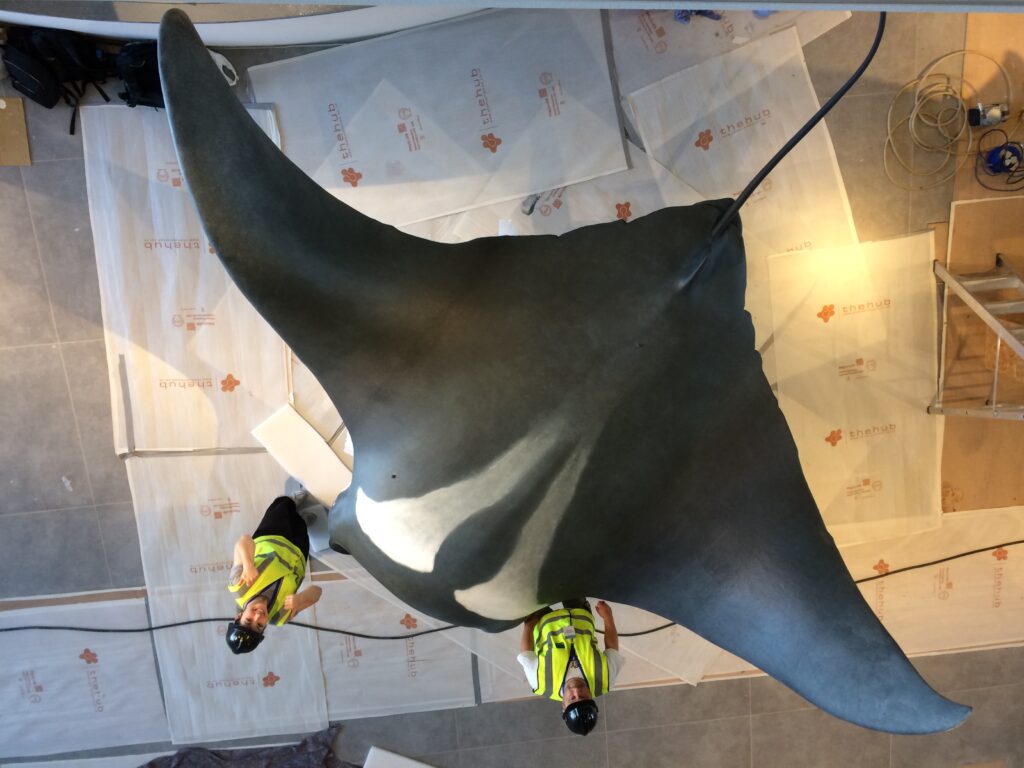 Giant manta