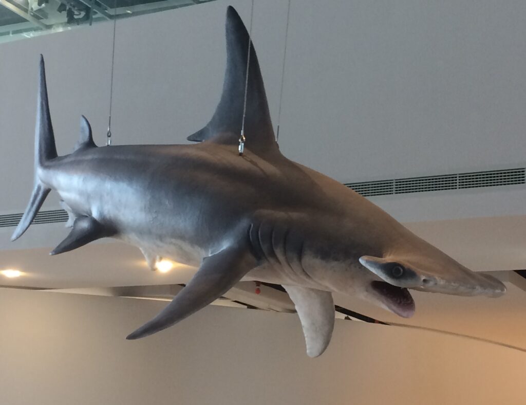 Hammerhead shark (2)