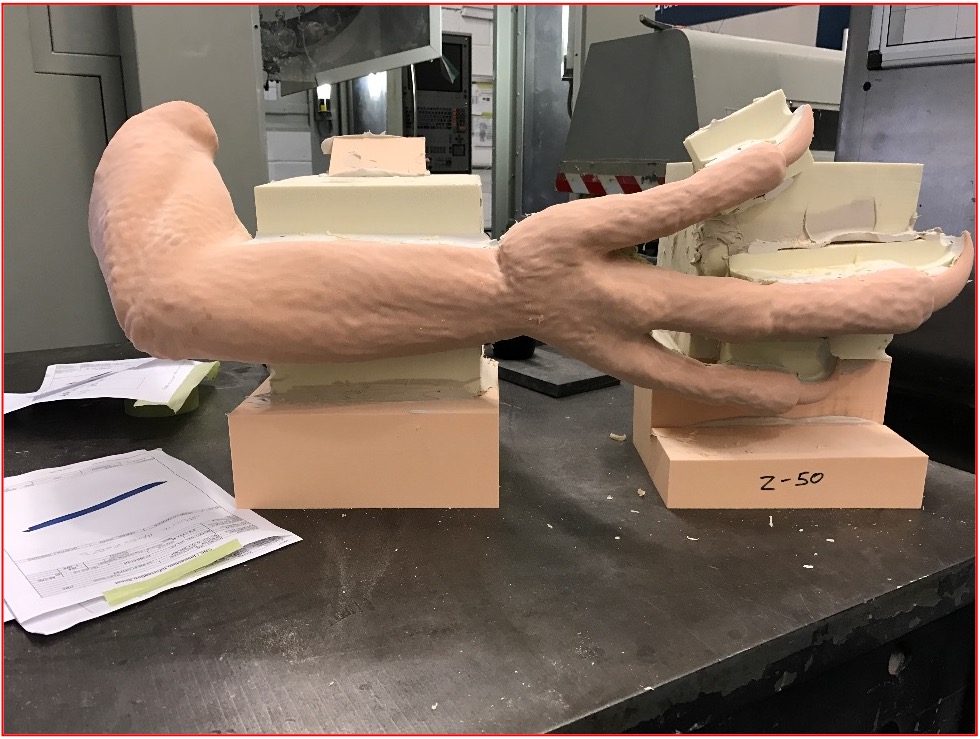 Dakotaraptor arm with claw